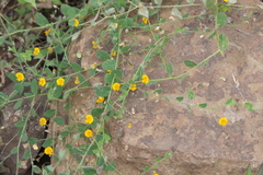 Crotalaria filipes