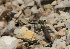 Gomphus