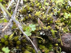 Hydrocotyle callicarpa