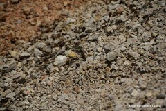 Gomphus