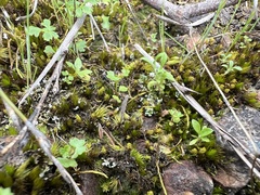Hydrocotyle callicarpa
