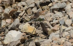 Gomphus