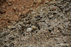 Gomphus