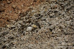 Gomphus