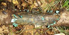 Chlorociboria aeruginascens