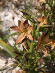 Wachendorfia multiflora