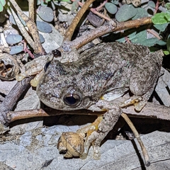 Litoria peronii