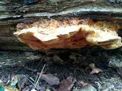 Aurantiporus croceus