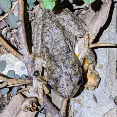 Litoria peronii