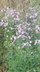 Symphyotrichum novi-belgii