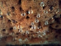 Aurantiporus croceus