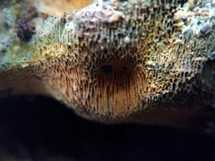 Aurantiporus croceus