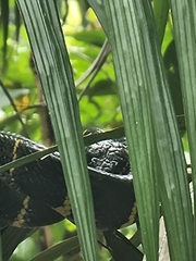 Boiga melanota