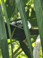 Boiga melanota