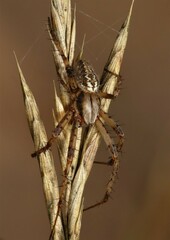 Neoscona adianta