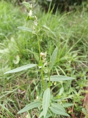 Atriplex oblongifolia