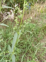 Atriplex oblongifolia