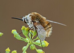 Bombyliinae