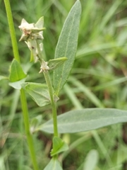 Atriplex oblongifolia