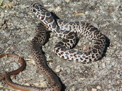 Coluber constrictor flaviventris