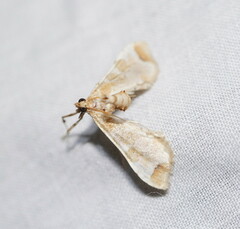 Leucinodes cordalis