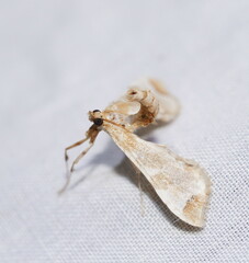 Leucinodes cordalis