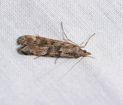 Ephestiopsis oenobarella