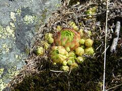 Sempervivum globiferum