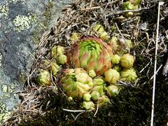 Sempervivum globiferum