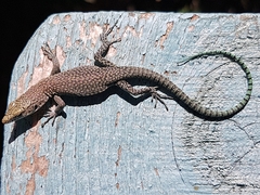 Dalmatolacerta oxycephala