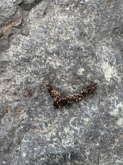 Mammalia