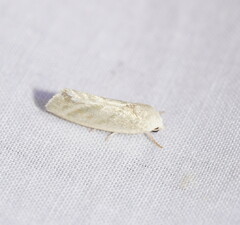 Earias paralella