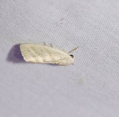 Earias paralella