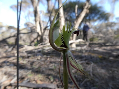 Caladenia stricta
