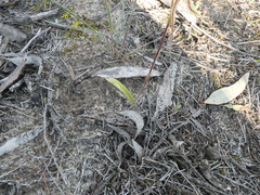 Caladenia stricta