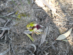 Caladenia stricta