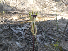 Caladenia stricta