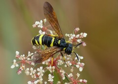 Tenthredo marginella