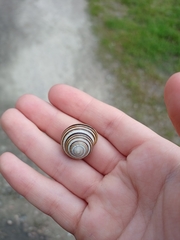 Caucasotachea vindobonensis