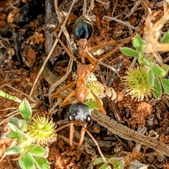 Myrmecia desertorum