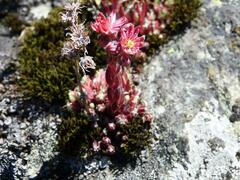 Sempervivum arachnoideum