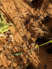 Myrmecia desertorum