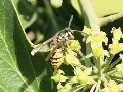 Vespula germanica