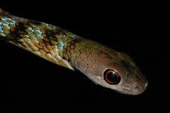 Philothamnus mayombensis