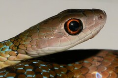 Philothamnus mayombensis