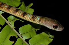 Philothamnus mayombensis