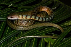 Philothamnus mayombensis