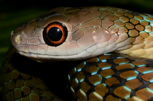Mayombe Bush Snake, Philothamnus mayombensis