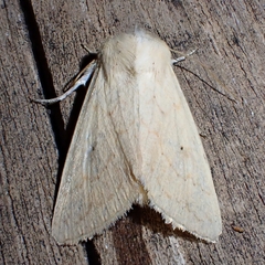 Mythimna vitellina