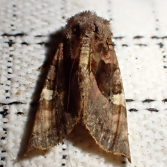 Euplexia lucipara